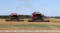 Belarus&#039; grain crop reaches 6.6m tonnes