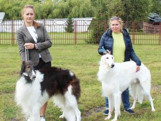 В Марьиной Горке прошла региональная выставка собак