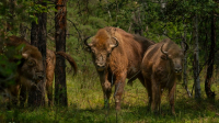 More Belarusian bison to go to Russia&#039;s Bashkortostan