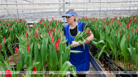 Minsk greenhouse grows flowers ahead of International Women&#039;s Day