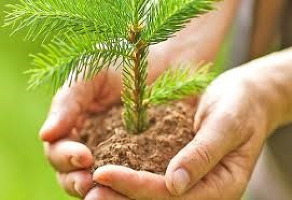 Пуховичский лесхоз приглашает принять участие в республиканской акции “Неделя леса-2021”