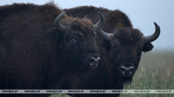 Belarusian bison settle in Russia&#039;s Bashkortostan