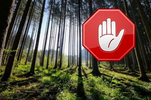 В нашем районе введен запрет на посещение лесов
