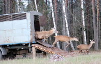 В вольер возле деревни Болочанка завезли очередную партию оленей