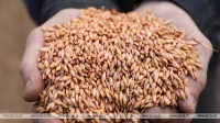 Belarus&#039; grain harvest reaches 2m tonnes